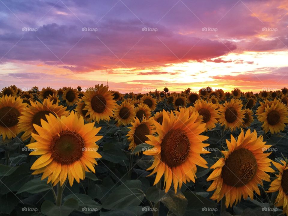 Sunflowers 