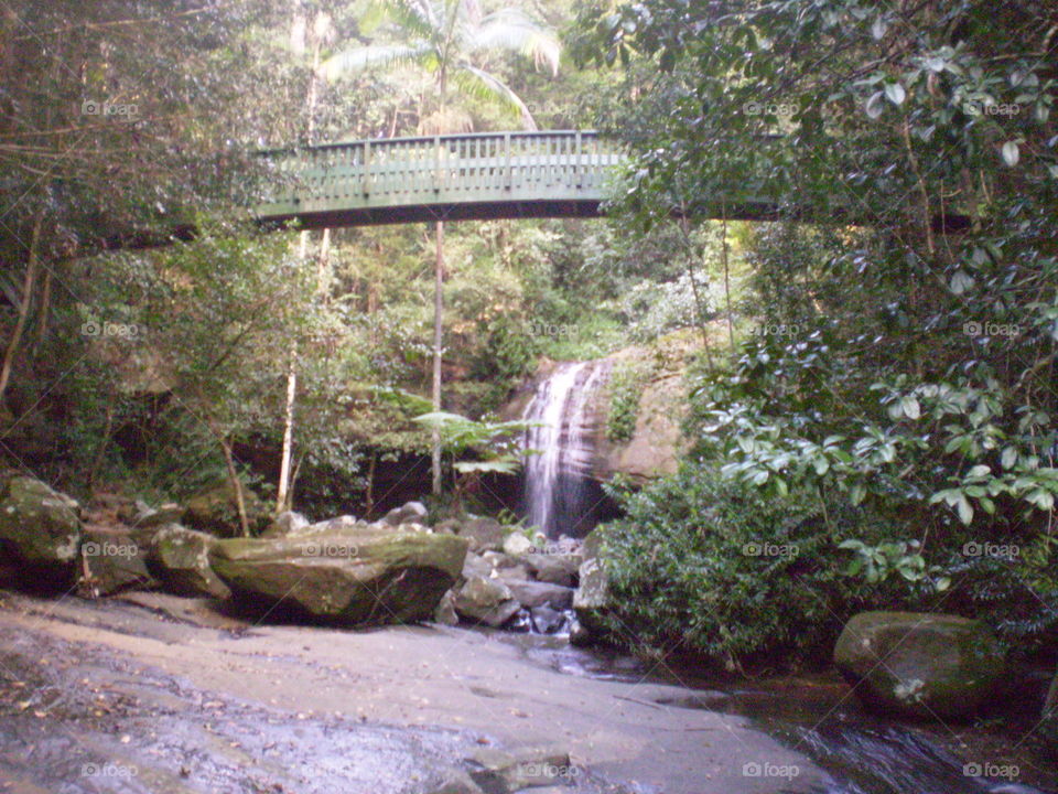 Bridge in tropical forest