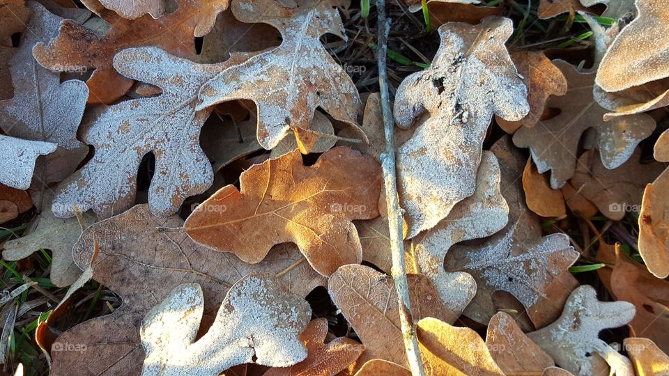 My favorite part of Winter is taking pictures of frost, ice, and snow.