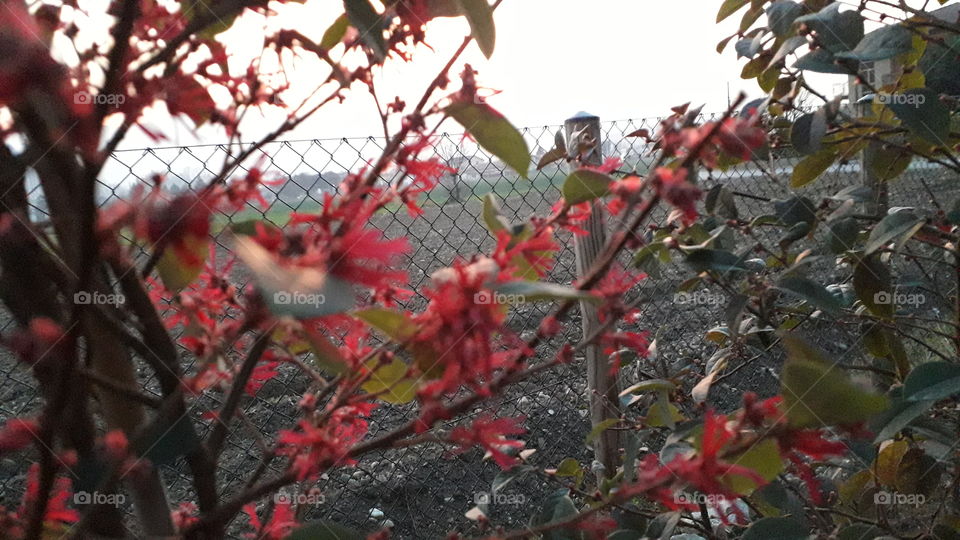 sunset from my garden