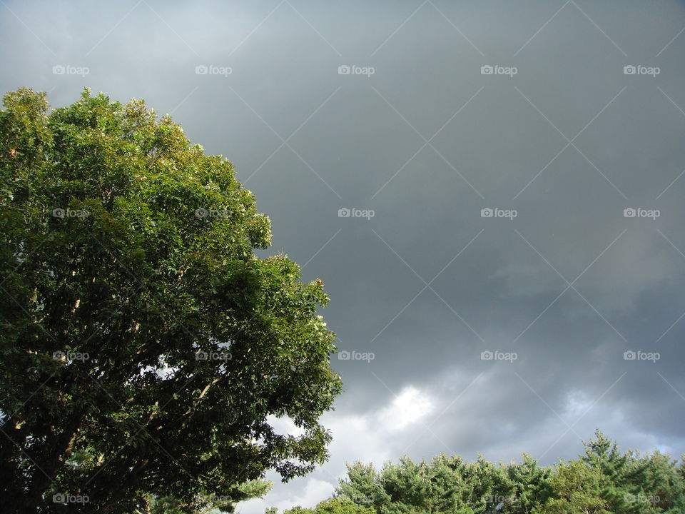 Stormy grey sky with sun shining on summer tree leaves.