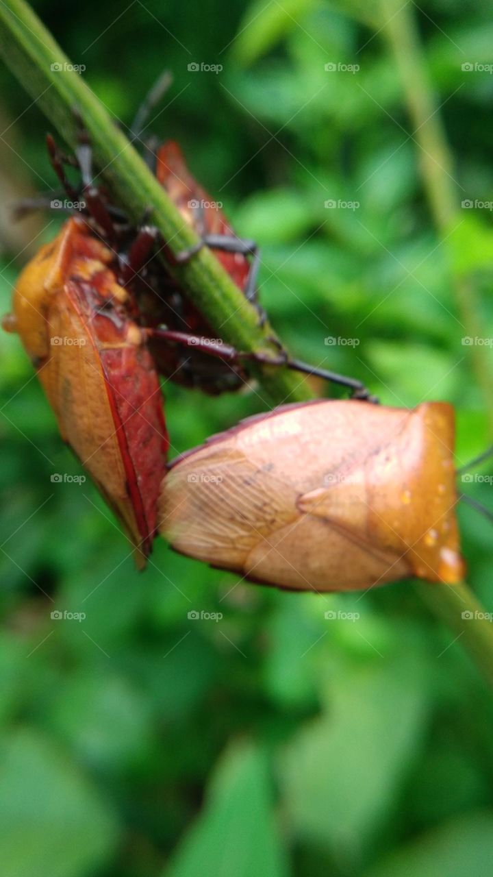 If this insect is disturbed it will emit a smellIf this insect is disturbed, it will emit a smell