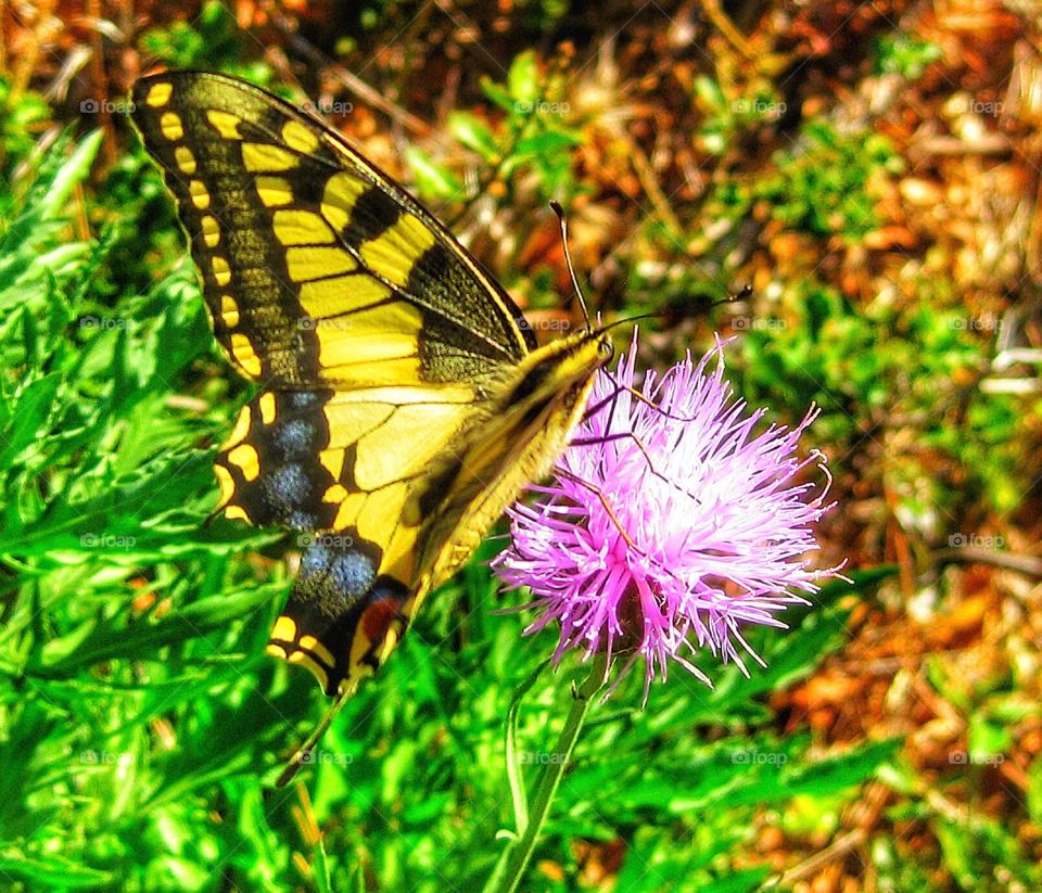 Provence butterfly