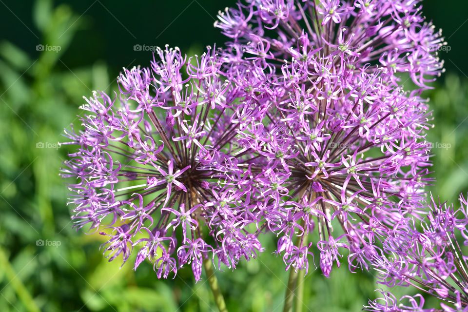 purple flowers green solar background