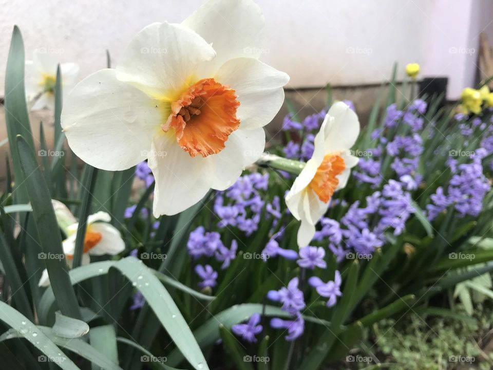 Spring flowers