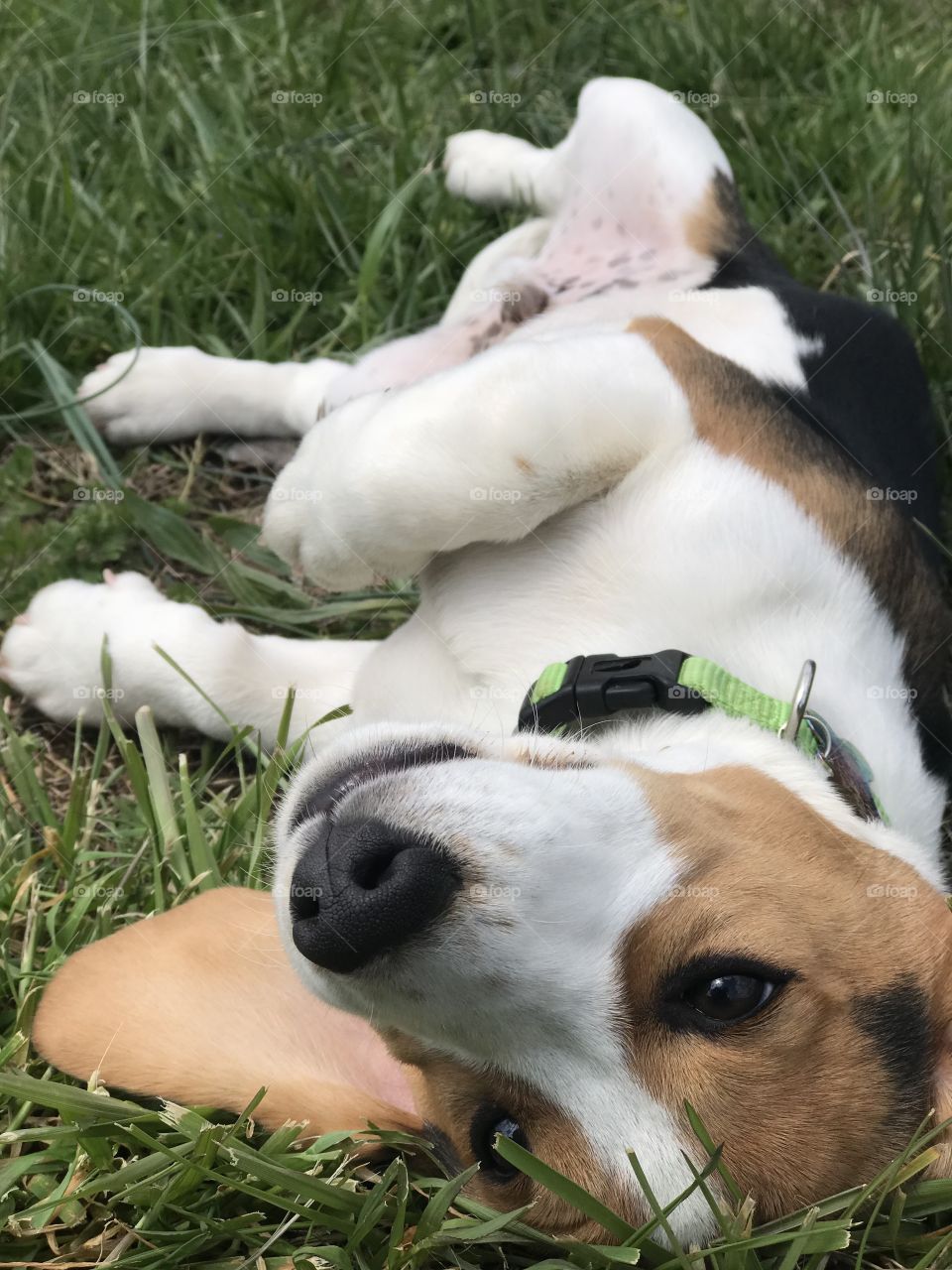 This is Rocket. In this photo he is 4 months old. He is a Doxle ( beagle/daschund). 