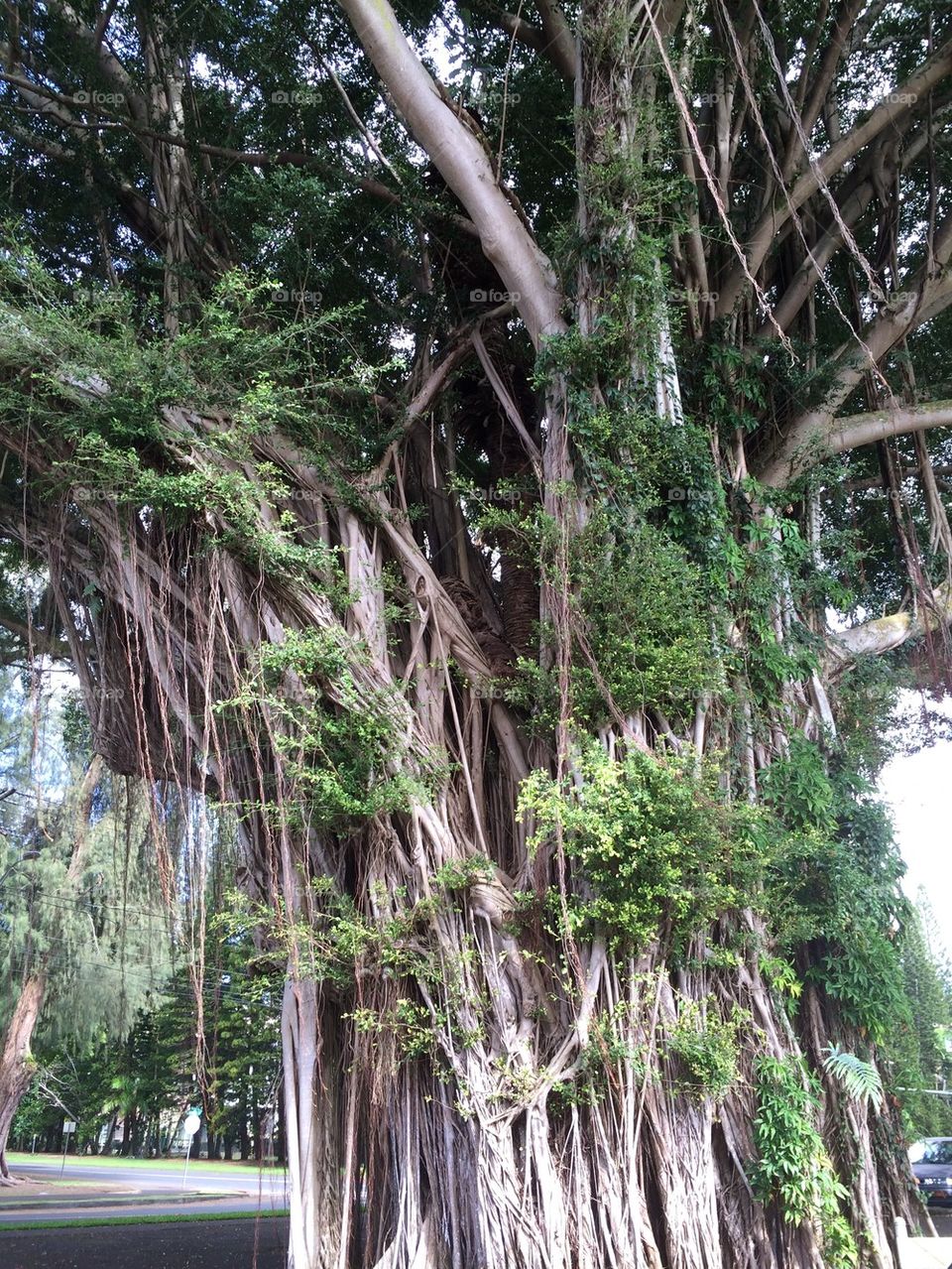 Banyan  tree