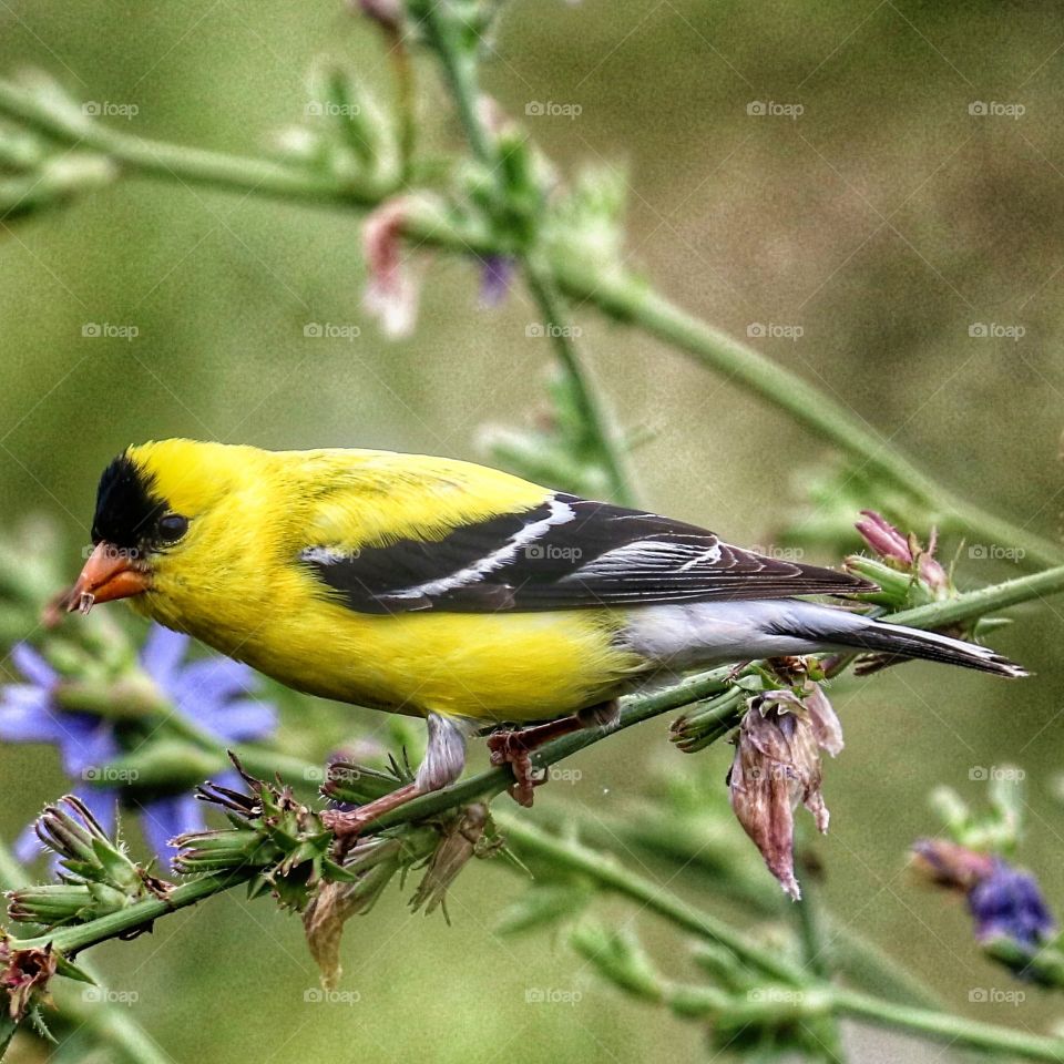 yellow finch enjoying wildflowers