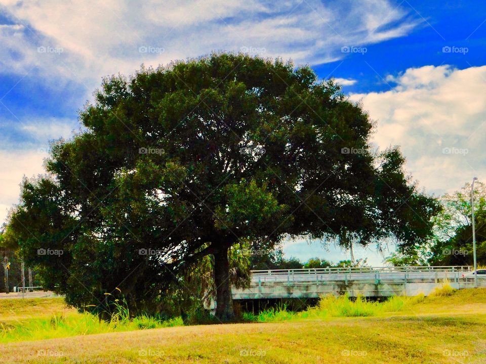 Lone tree dipping in for a drink of water