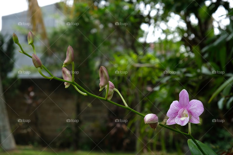 Dendrobium Strip Orchid