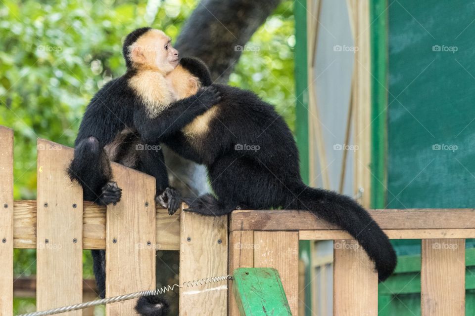 Two capuchin monkeys