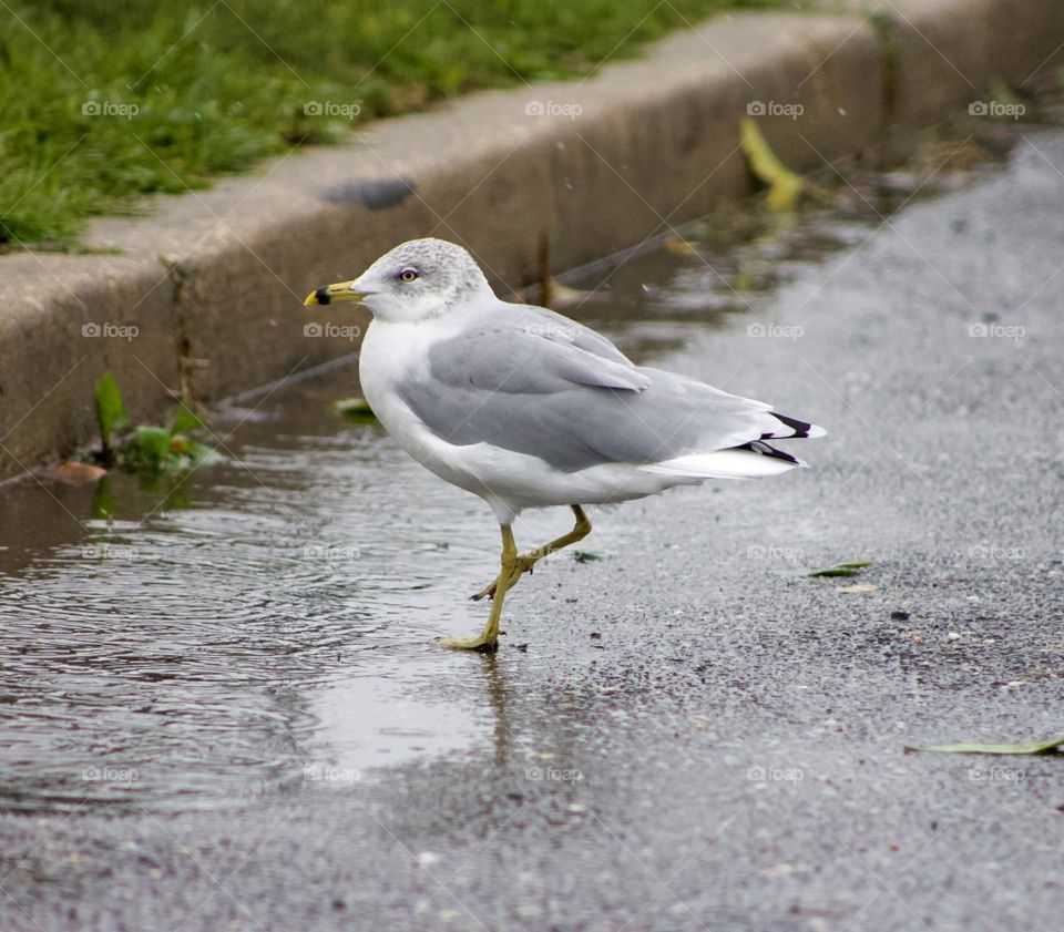 Small bird with one leg up enjoying a rainy day.