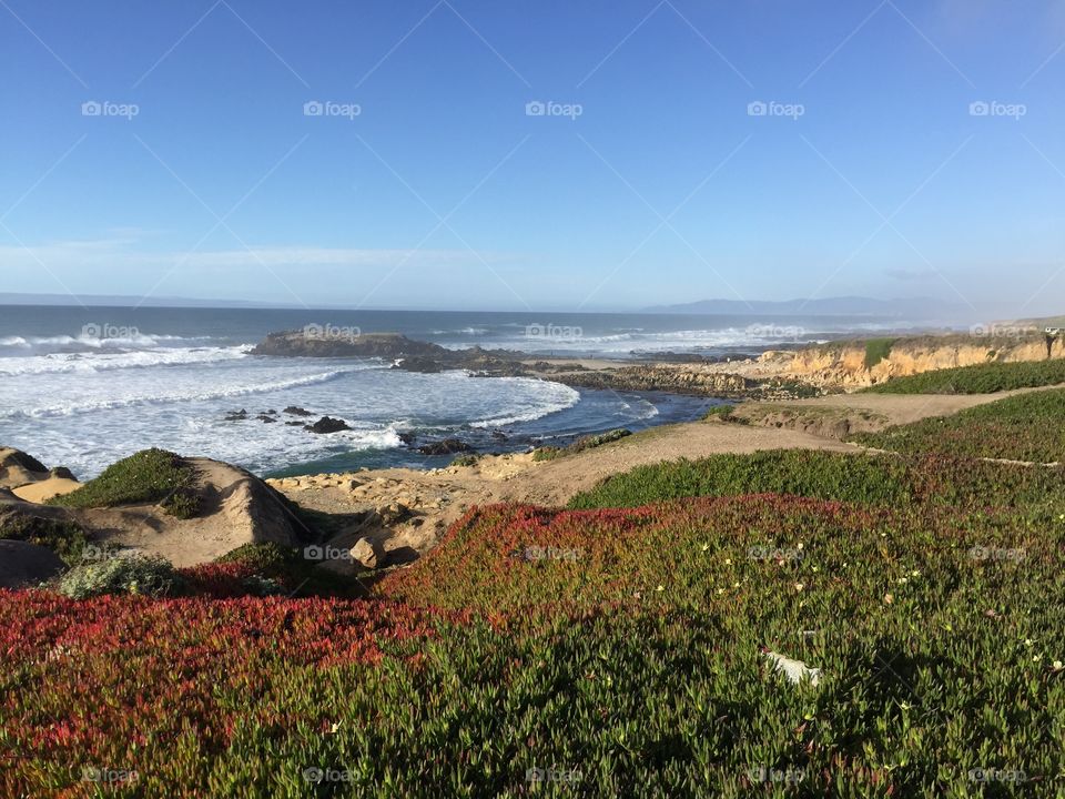 A gorgeous shoreline of waves crashing in the sea and beautiful, colorful flowers