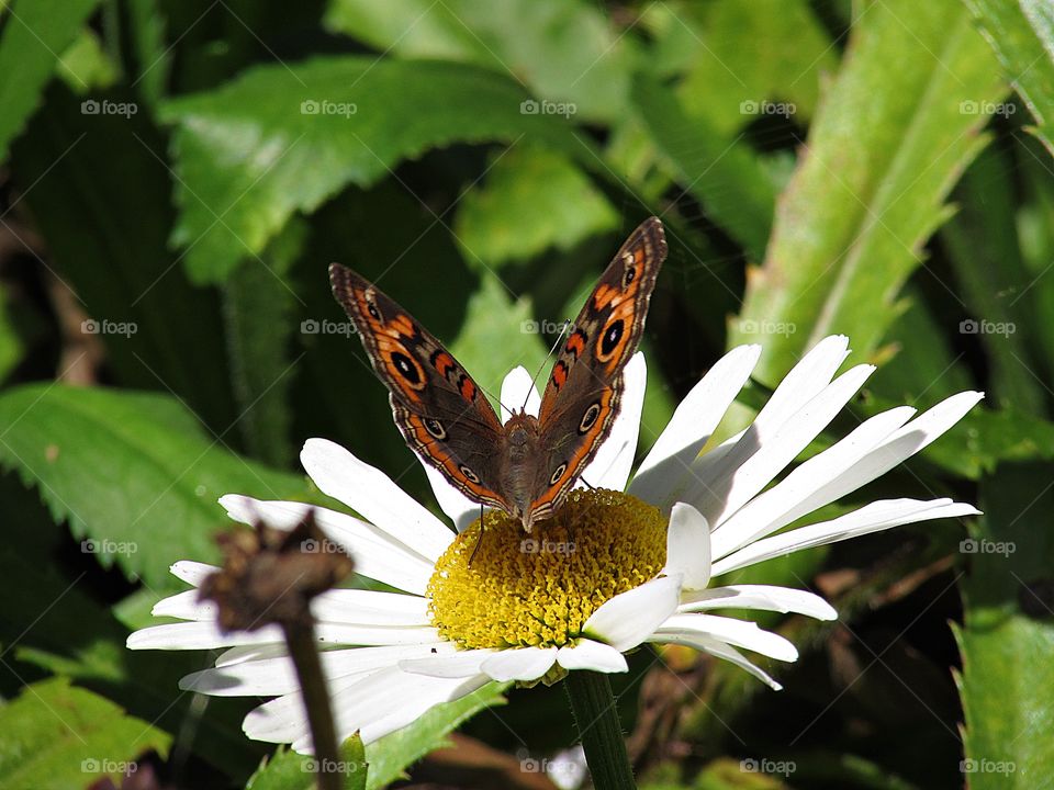 A beautiful butterfly posed on a flower