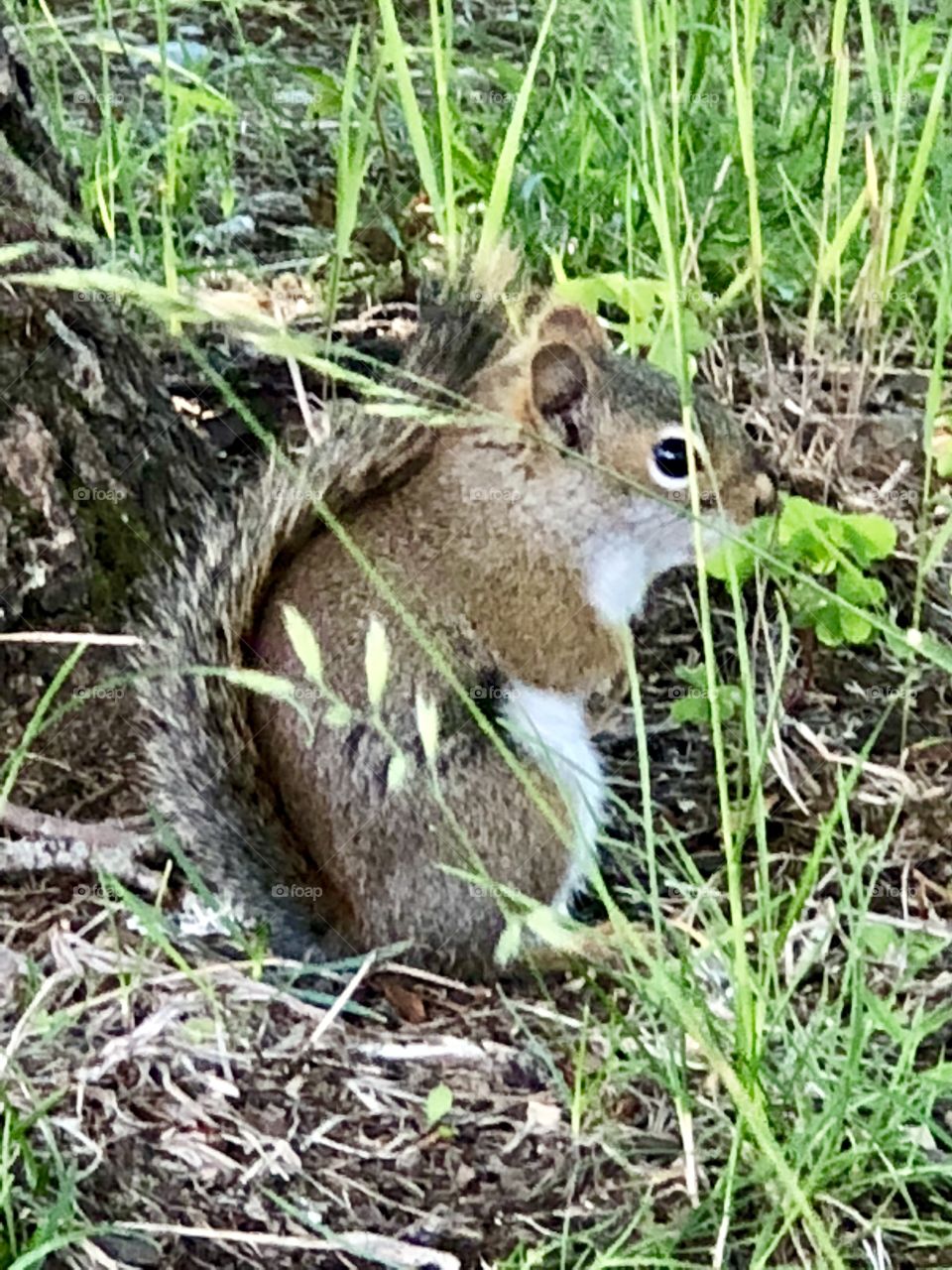 Squirrels are all over the place this year. They love to eat your bird food. But hey they need to eat to. Very cute furry creatures. 