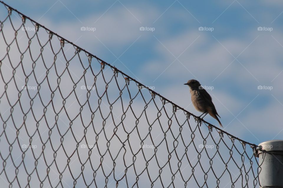 Sparrow Sitting On Fence