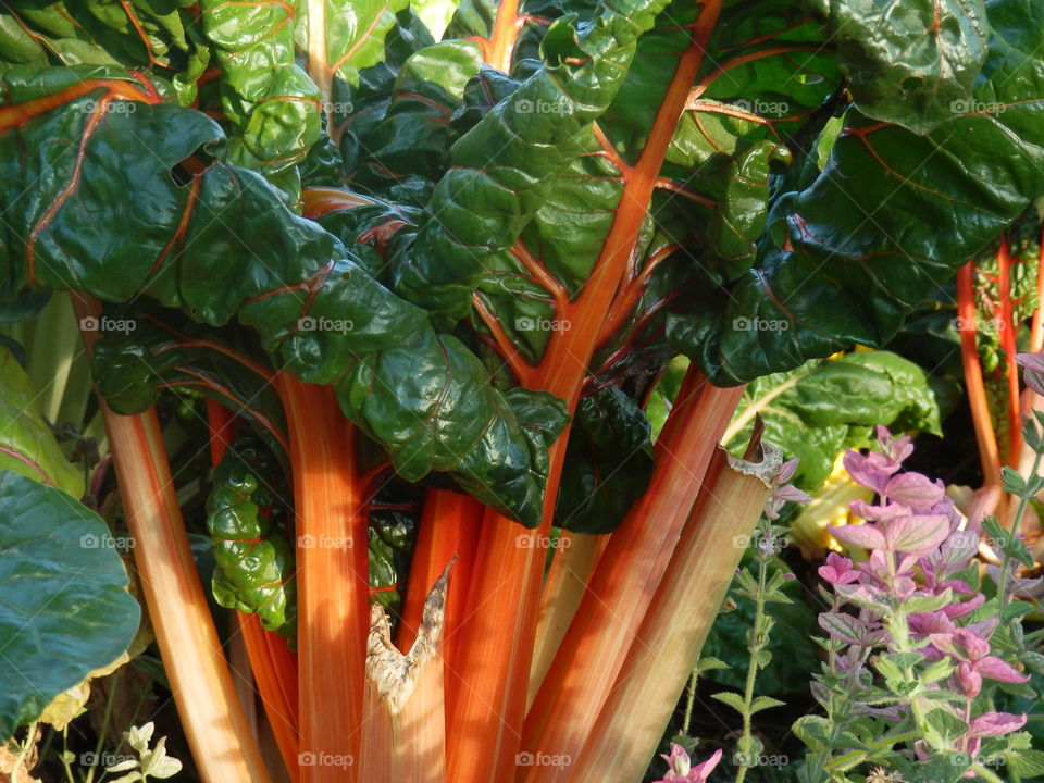 Bright Lights Variety Swiss chard with orange stalks healthy eating organic garden vibrant leaves and flowers background photography