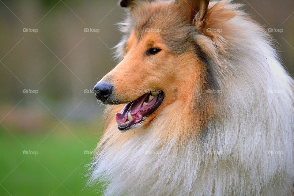 Rough collie