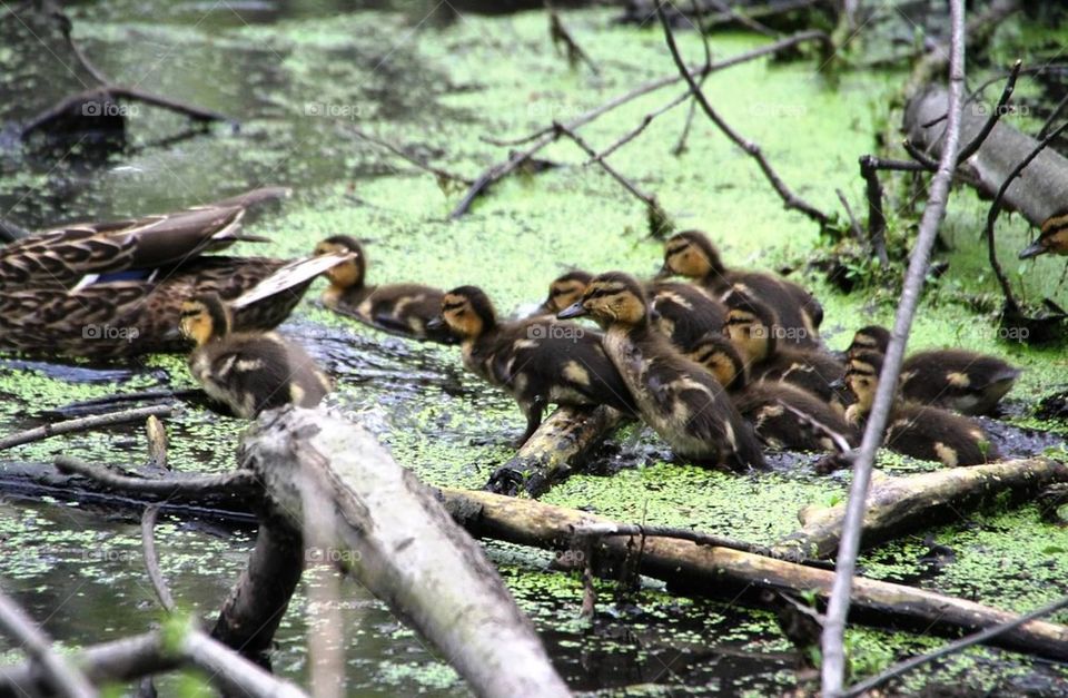 Ducklings