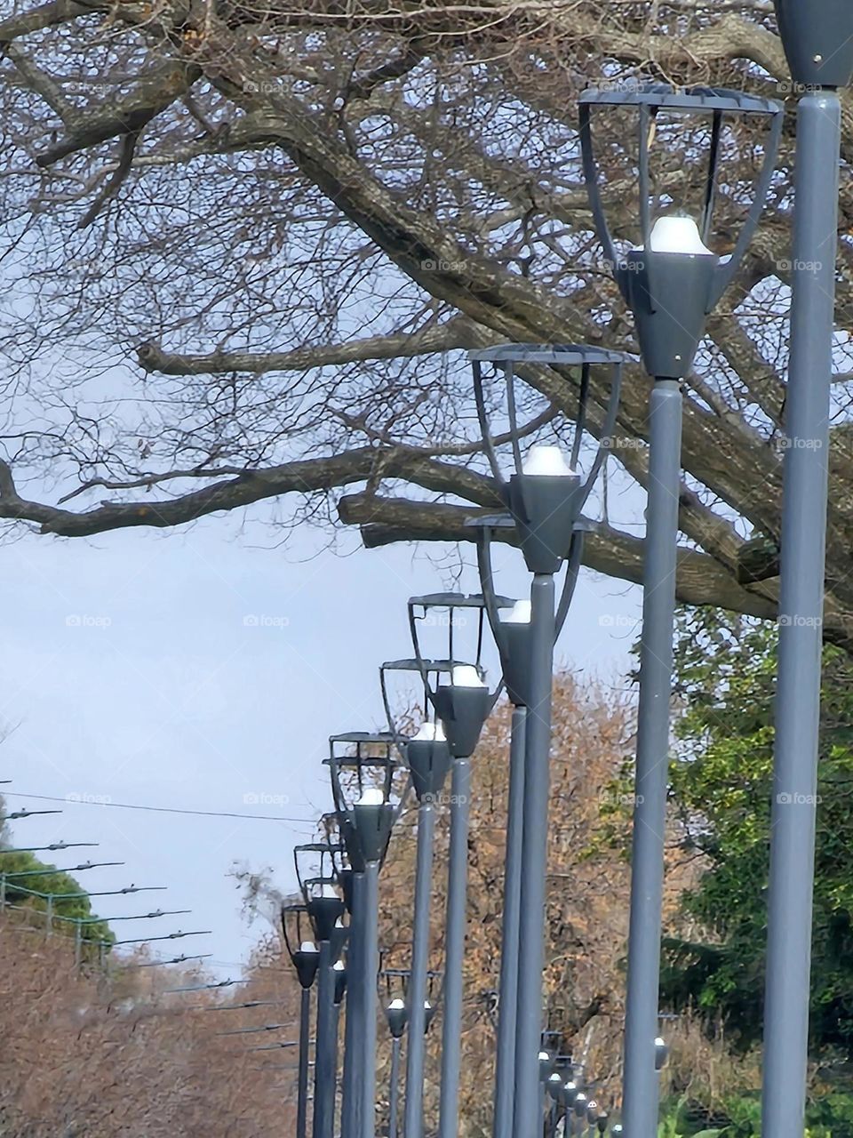 Light posts, autumn trees, bare branches against a dim sky.