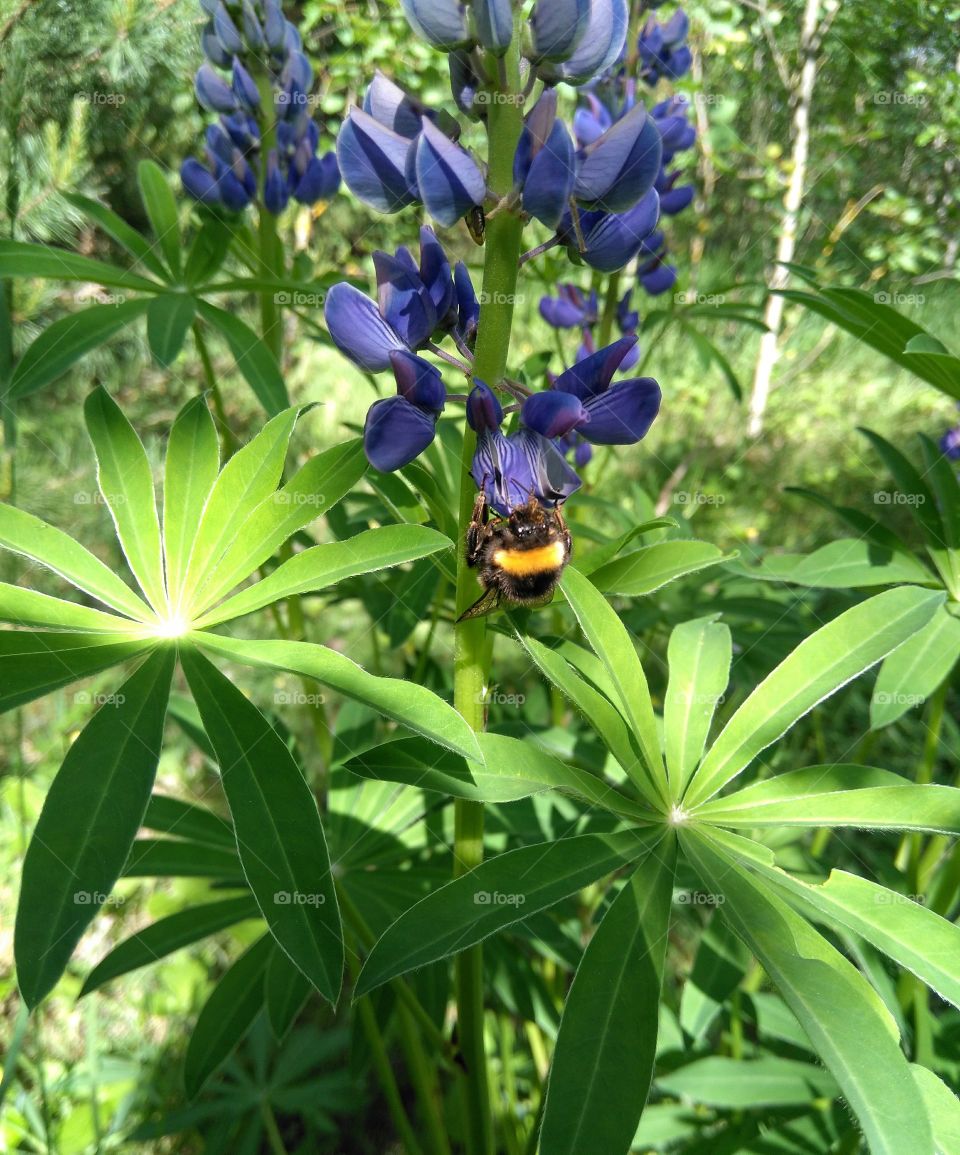 bumblebee on a flowers summer time