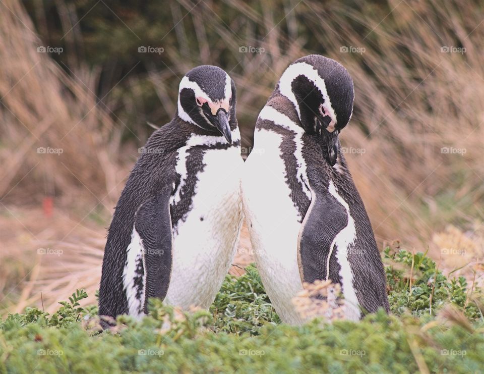 Two penguins standing on grass