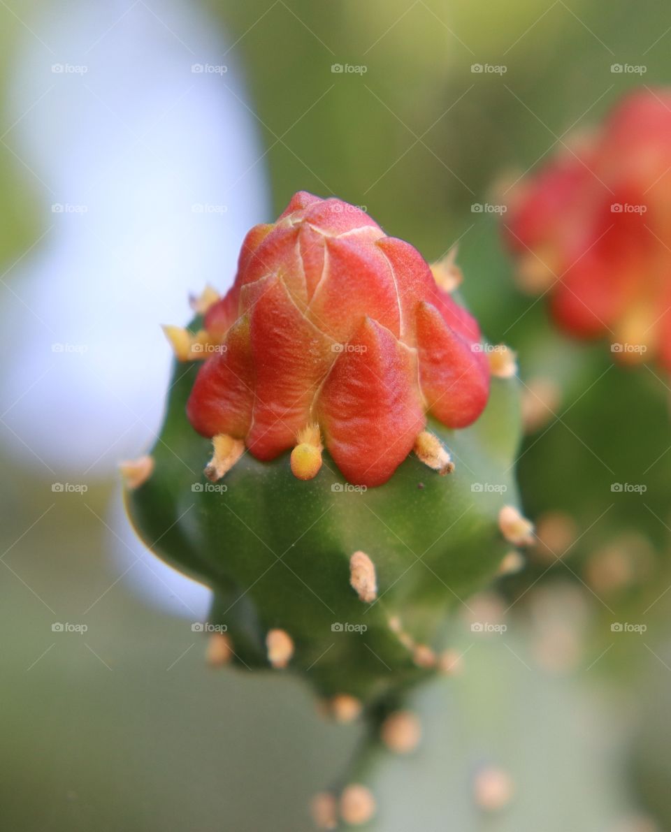 cactus flower