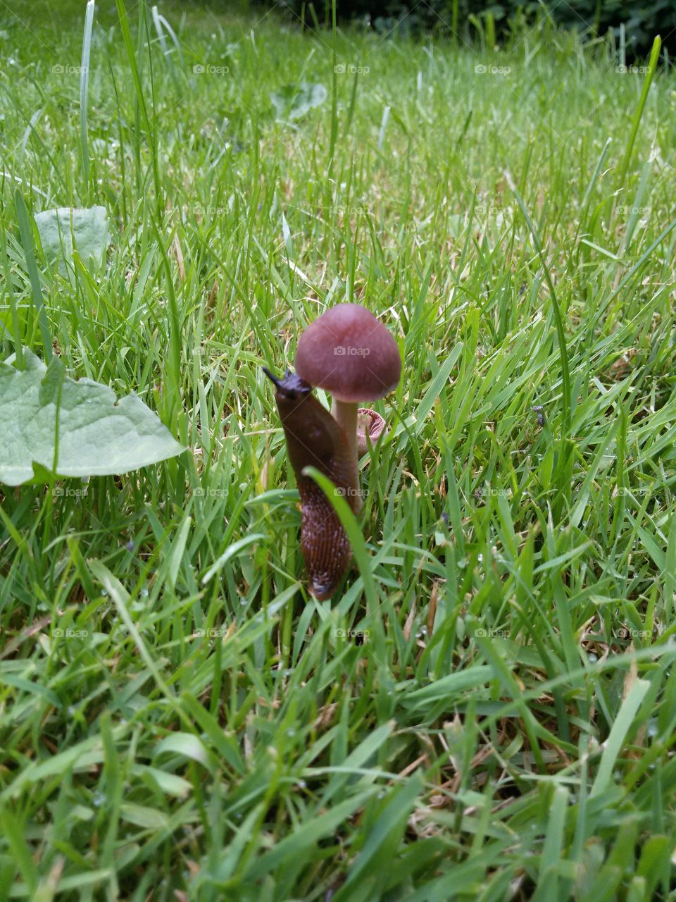 slug / mushroom