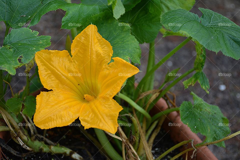 Big, bright squash bloom 