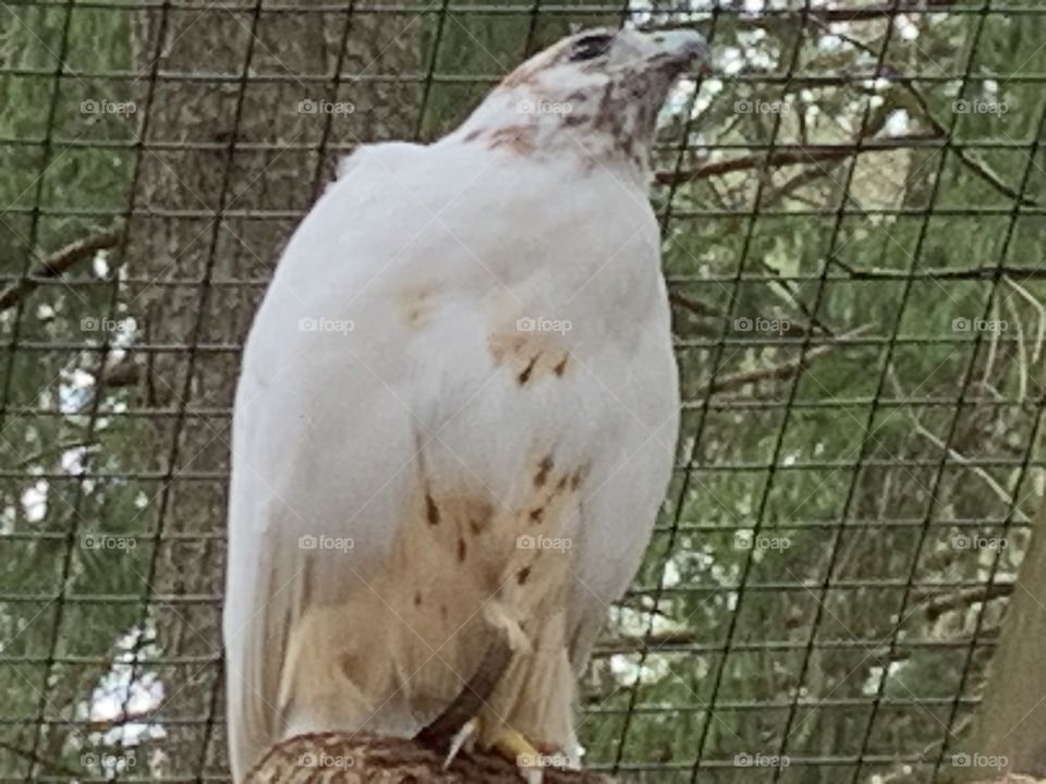 Rescued White Hawk recovering