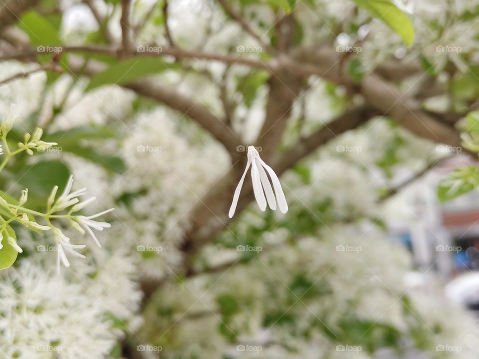 The Chinese Fringe-tree in the wind