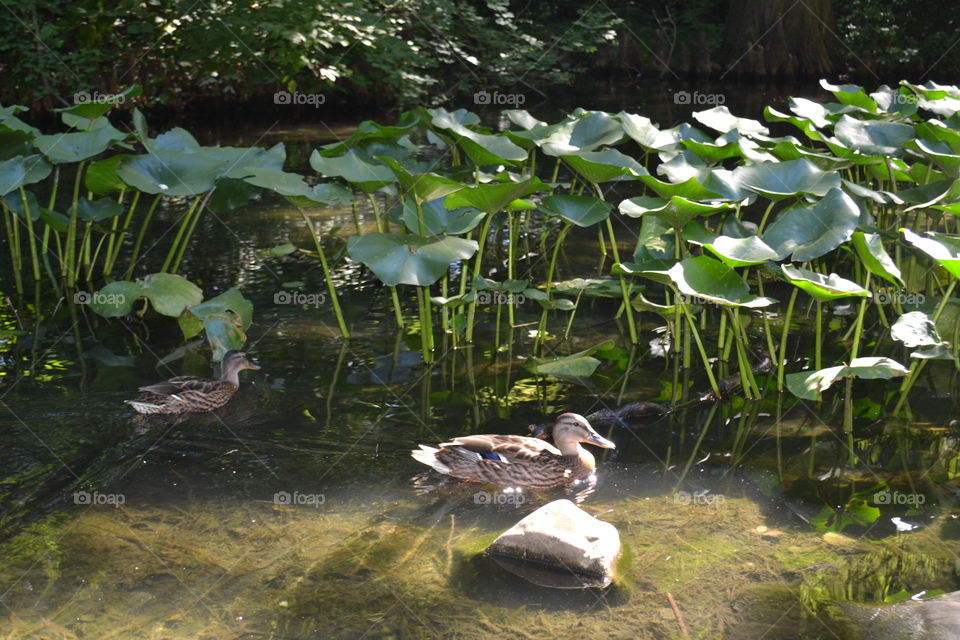 ducks in nature