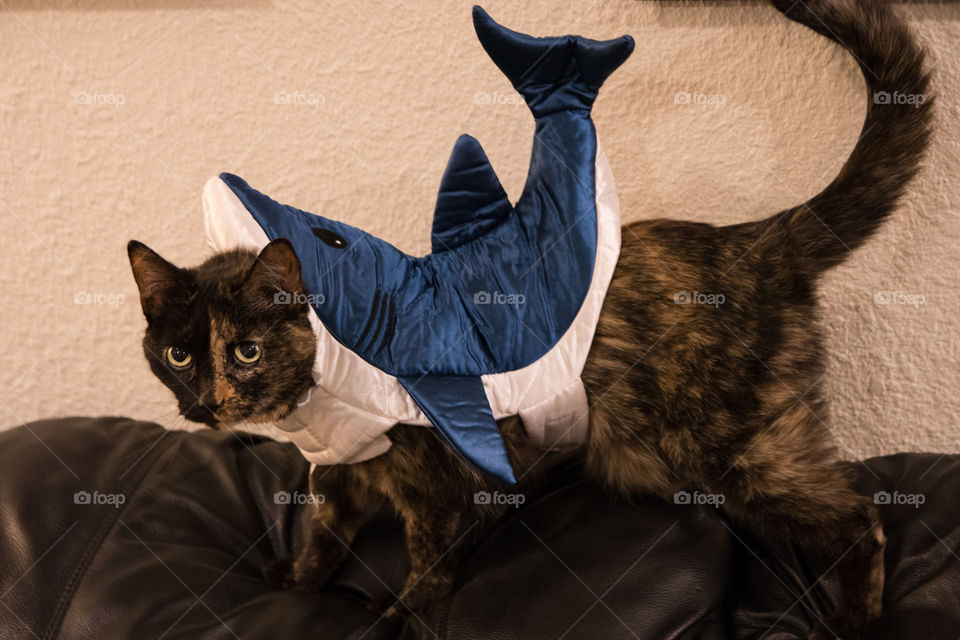 A tortoise shell cat in a shark costume