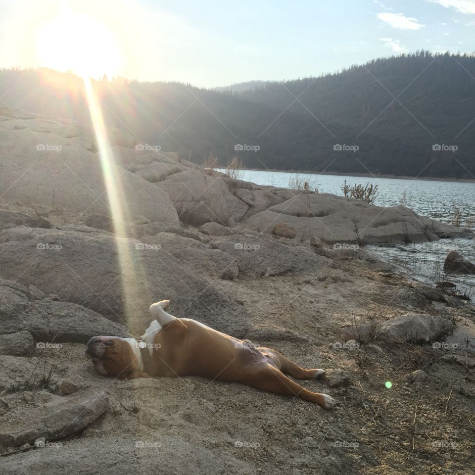 Sun basking bulldog, by the lake.