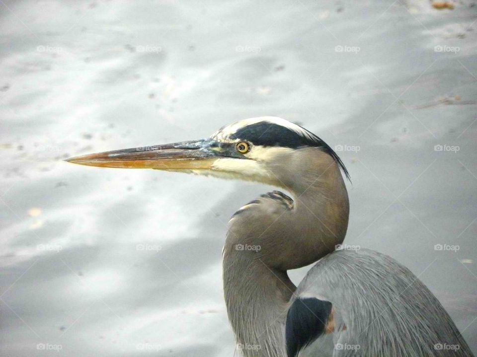 Great Blue Close Up