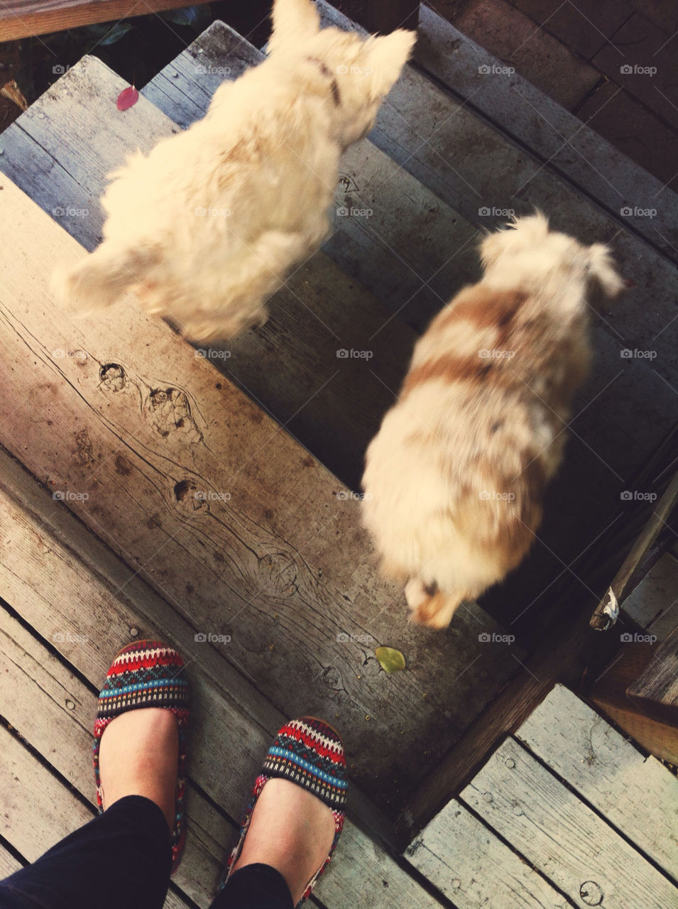 Dogs running down wooden stairs.