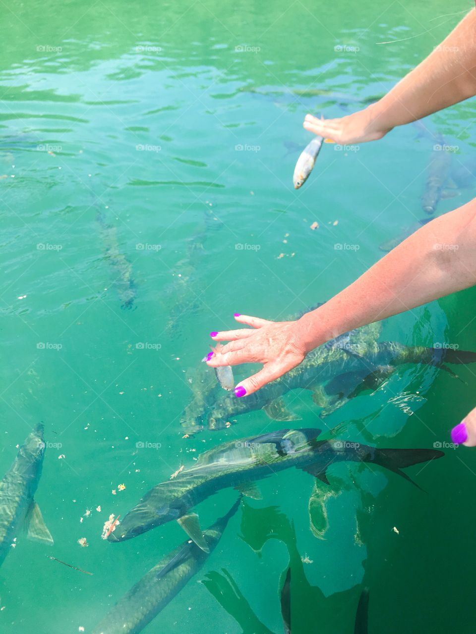 Feeding Hugo fish in Belize