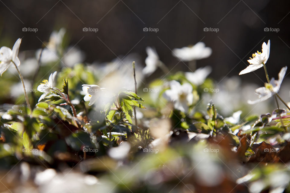 Wood anemone