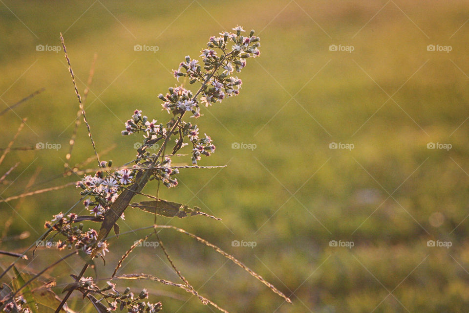 Wild plant in sunset