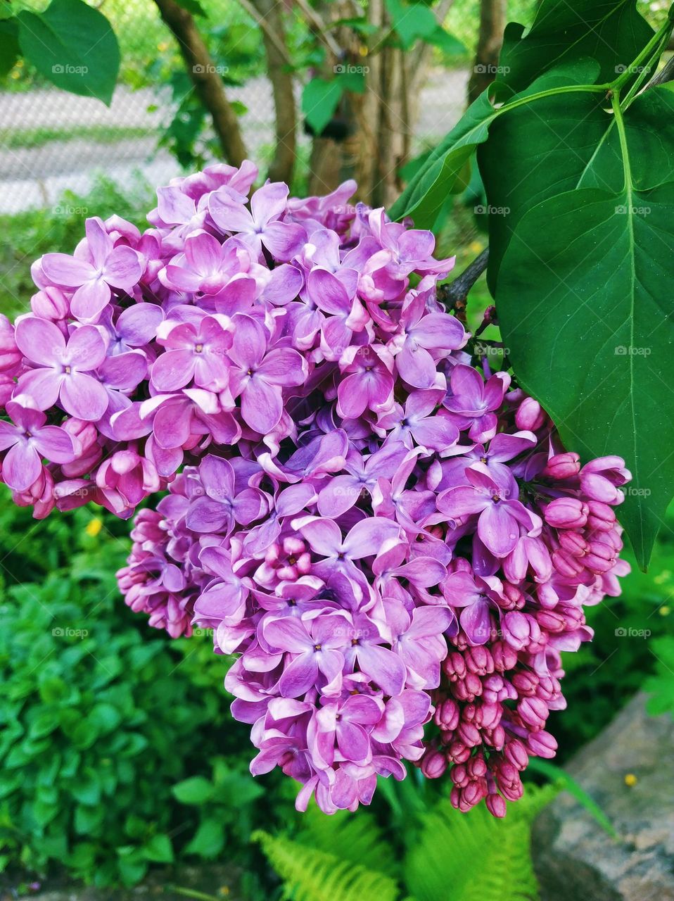 lilac bush flower