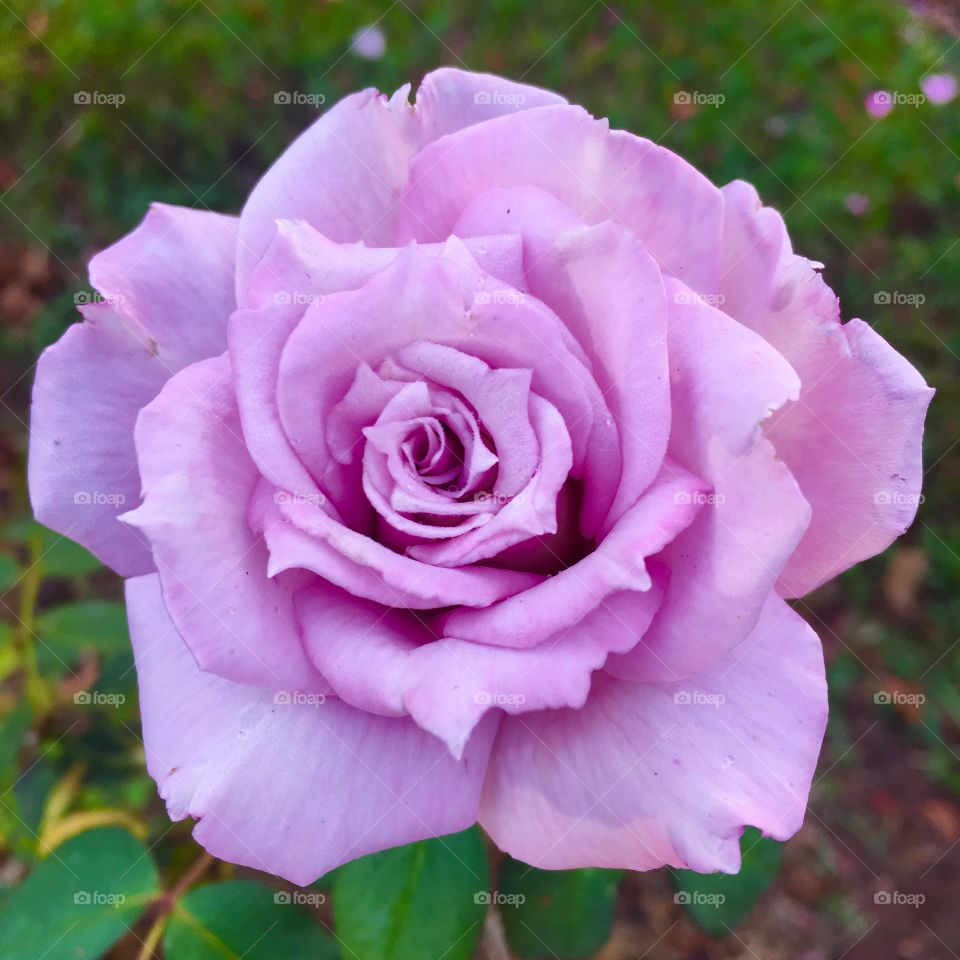 Não foram tingidas - 
🌼#Flores do nosso #jardim, para alegrar e embelezar nosso dia!
#Jardinagem é nosso #hobby. 
🌹
#flor #flowers #flower #pétalas #garden #natureza #nature #flora  