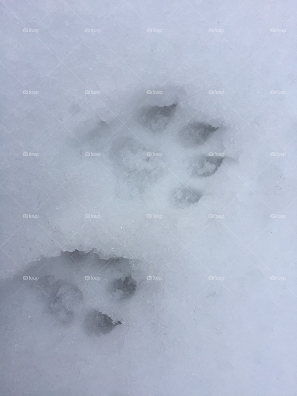 Animal steps