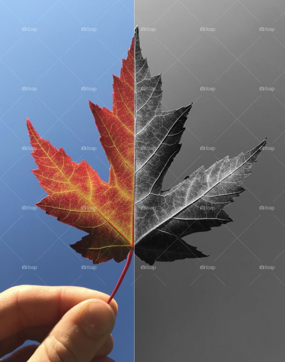 Red maple leaf in colour and black and white
