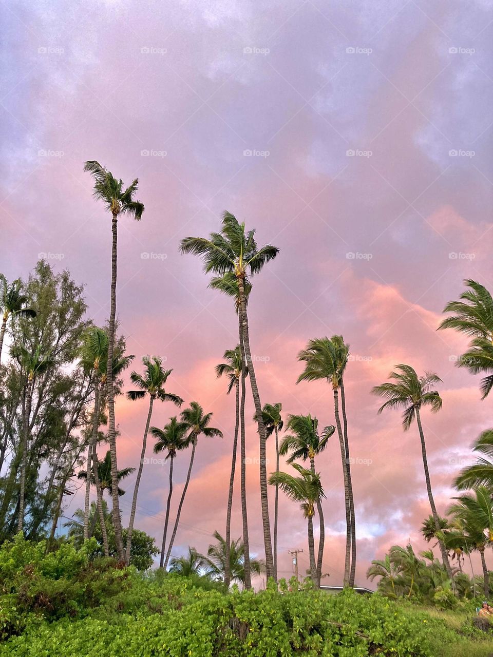 Hawaiian tropical stormy sunset with swaying palms 