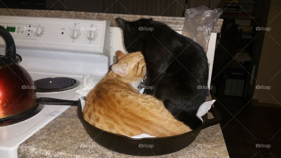 cats in a pan