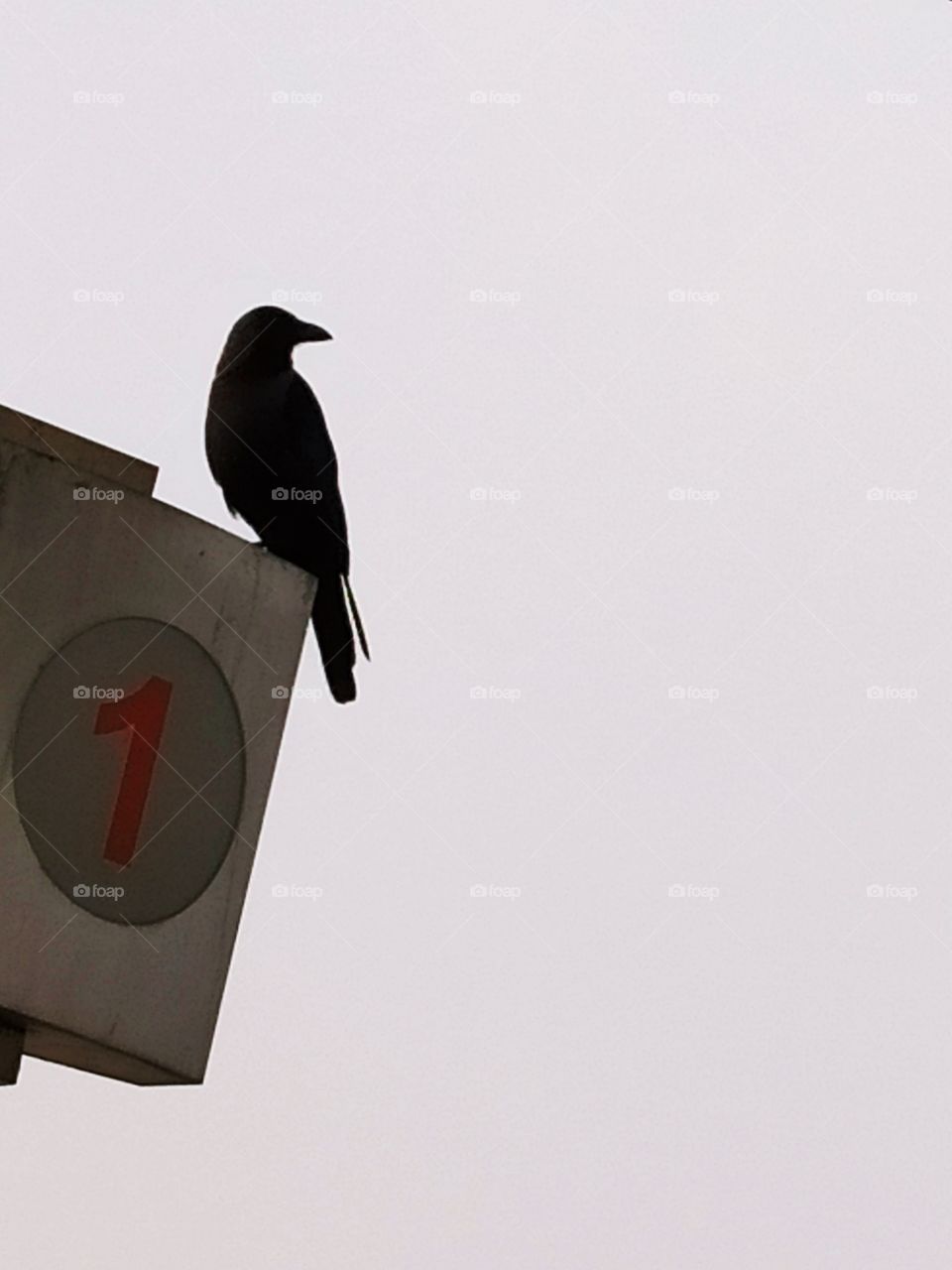 Black bird
