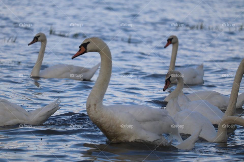 A flock of swans