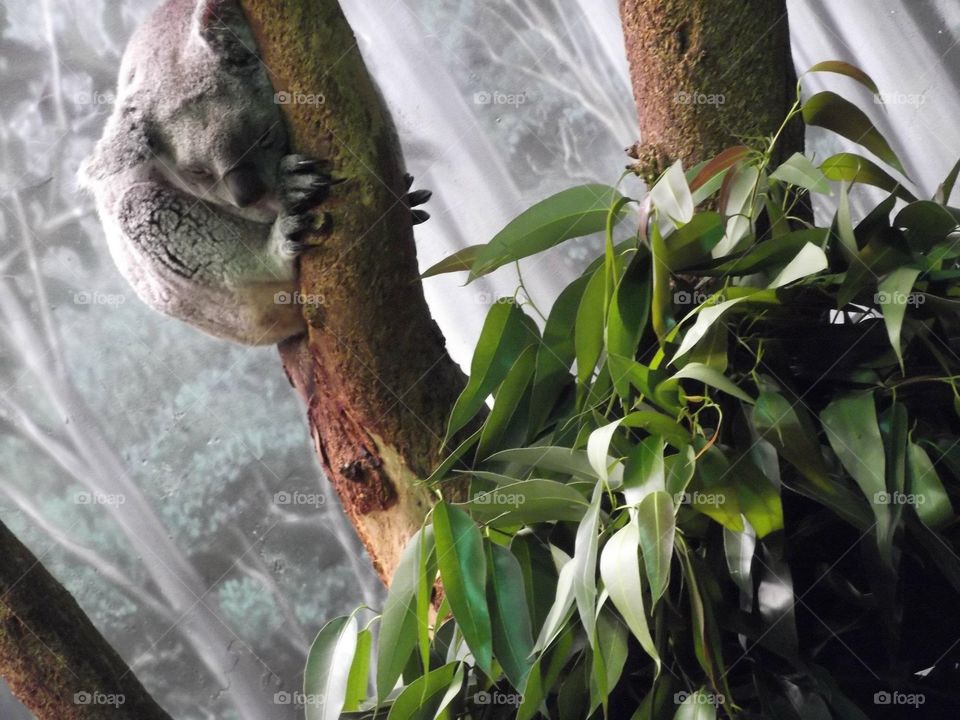 Sleepy Koala. Koala sleeping in tree at Cleveland Metroparks Zoo