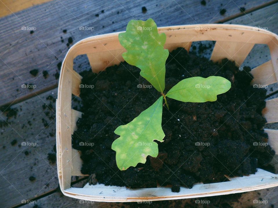 Young oak sprout
