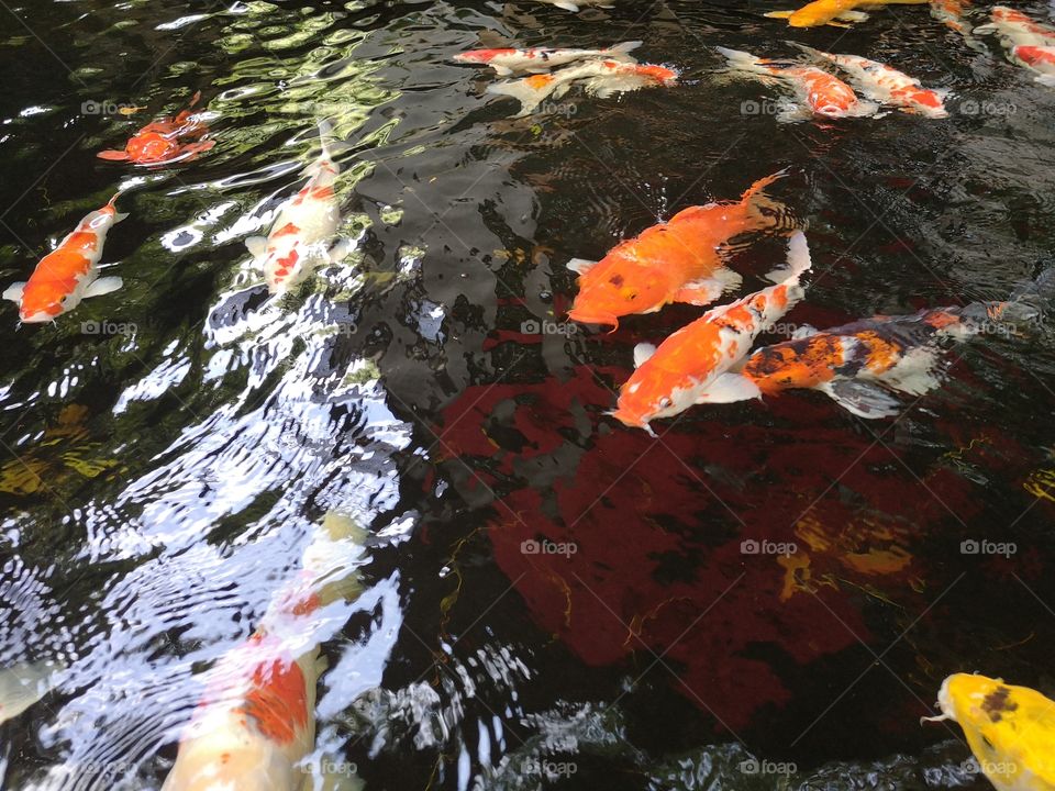 Fancy​ carp​ koi fish​